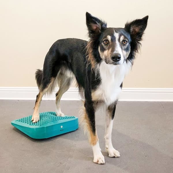 FitPAWS balancerampe til kæledyr 35x35x7 cm blå