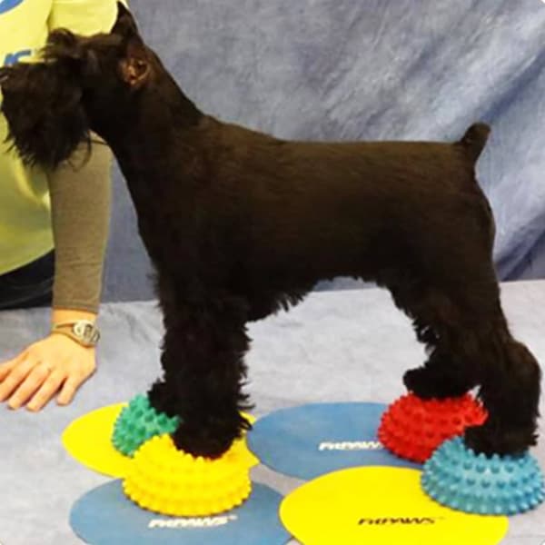 FitPAWS balancebolde til hunde 4 stk.