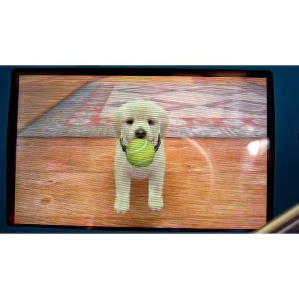 TV-spel - NINTENDO - NINTENDOGS & CATS LEKSATSPUDEL & NYA VÄNNER - 3DS - Simulering - 3+