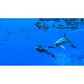 Miniatyrbild 2 av 6: Endless Ocean Luminous • Nintendo Switch-spel
