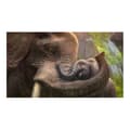 Miniatyrbild 2 av 4: Zoo Tycoon 2: Zookeeper Collection Win CD (DVD-fodral) Tyska Tyskland