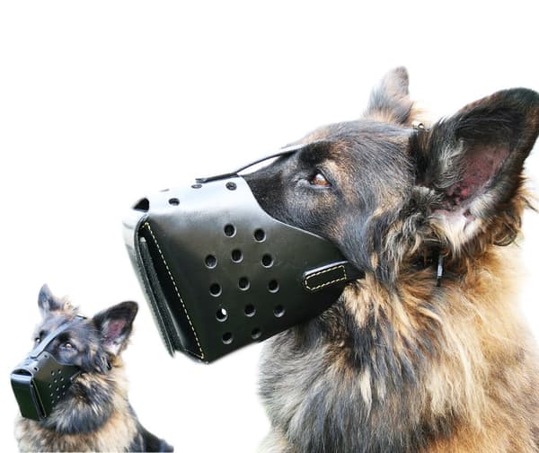 Dog Security Väktarhundmunkorg, Schäfer, storlek 10 Hane