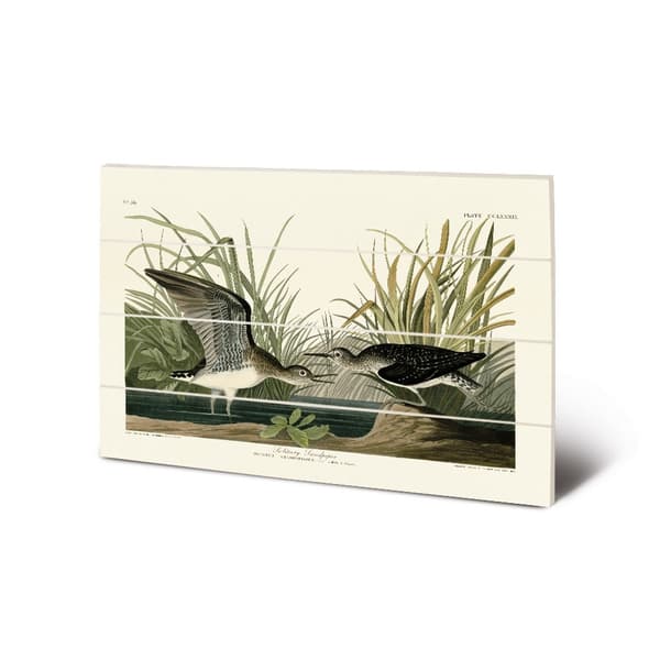 John James Audubon Solitary Sandpiper Wood Plaque Green/White/Black 40cm x 59cm
