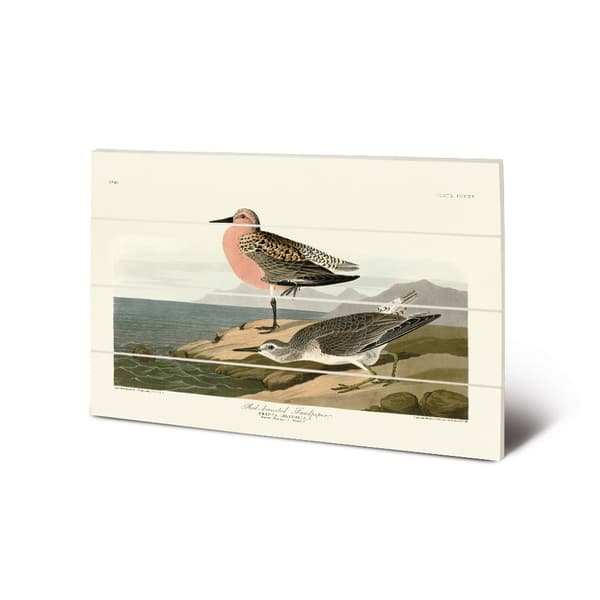 John James Audubon Red-Breasted Sandpiper Wood Print Black/Brown/Green 20cm x 29.5cm