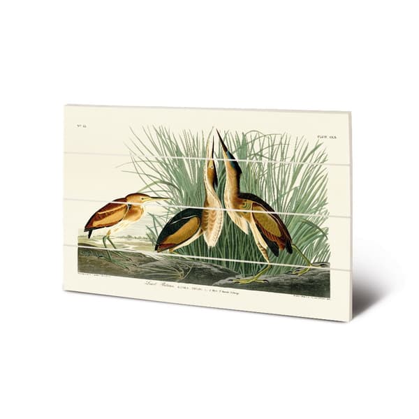 John James Audubon Least Bittern Wooden Small Plaque Green/White/Yellow 59cm x 40cm