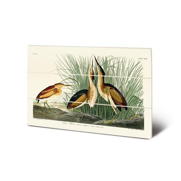 John James Audubon Least Bittern Wood Plaque Green/Brown/White 20cm x 29.5cm