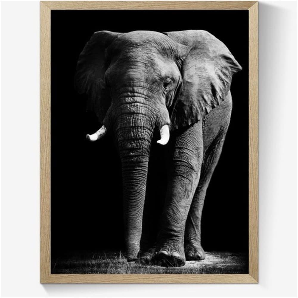 Plakat med elefant i sort/hvid