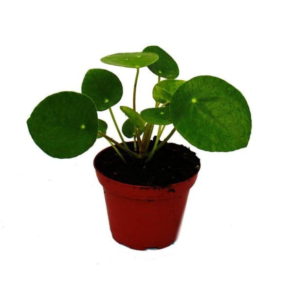 Pilea peperomioides - lucky thaler - kinesiskt pengaträd - navelväxt i 7cm kruka