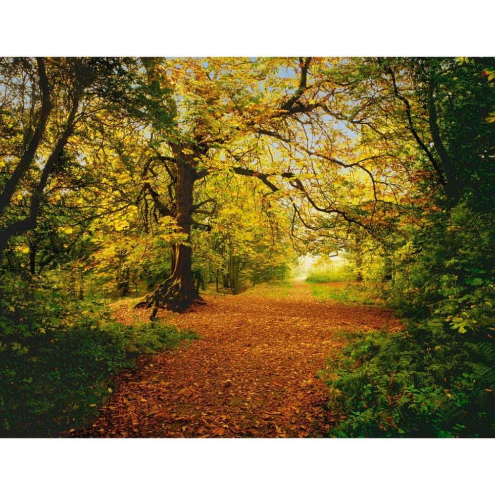 Komar Veggmaleri Autumn Forrest 388x270 cm 8-068