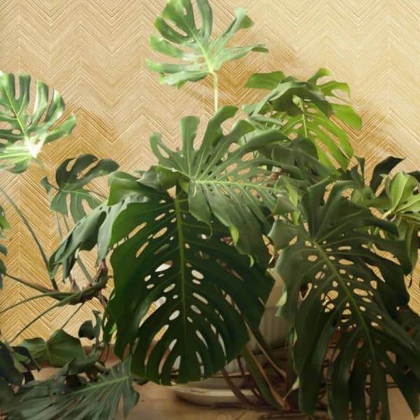 Noordwand Tapet Topchic Herringbone brun