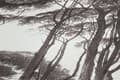 Miniatyrbild 3 av 7: Non woven-tapet skog Profhome 376511-GU lätt texturerad matt färg svart vit 5,33 m2