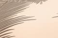 Miniatyrbild 3 av 6: Non woven-tapet palmer Profhome 379591-GU texturerad glansigt mönster matt bakgrund färg beige 5,33 m2