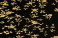 Miniatyrbild 3 av 6: Non woven-tapet blomster Profhome 935854-GU lätt texturerad glansigt färg svart guld 7,04 m2