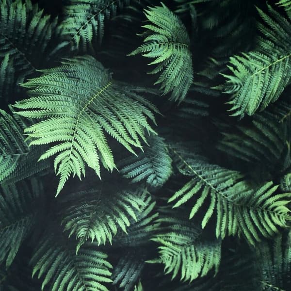 Arthouse Fern Wallpaper Green/Black 10m x 53cm