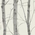 Miniatyrbilde 1 av 3: Erismann Birch Trees Wallpaper