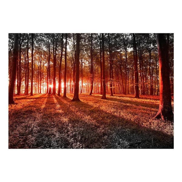Självhäftande Fototapet - Autumn: morning in the forest