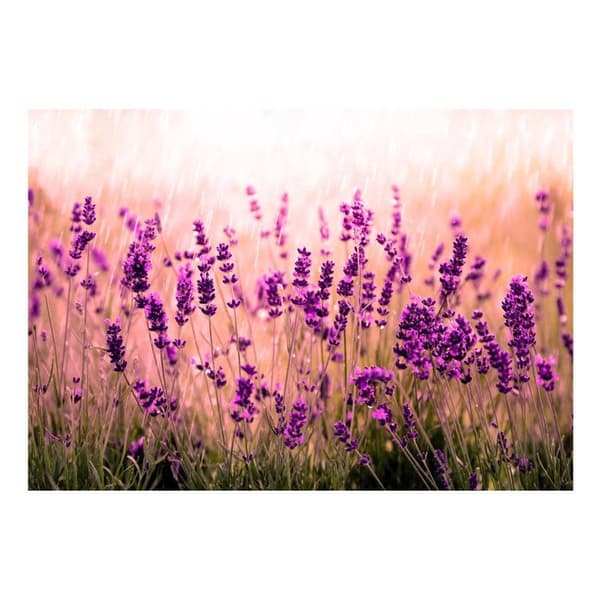 Självhäftande Fototapet - Lavender in the Rain