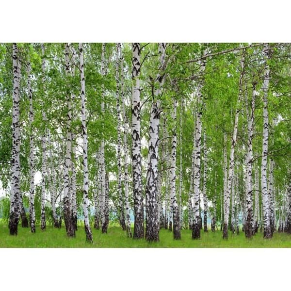 AG Design Fototapet Berry-Birch FTS1304