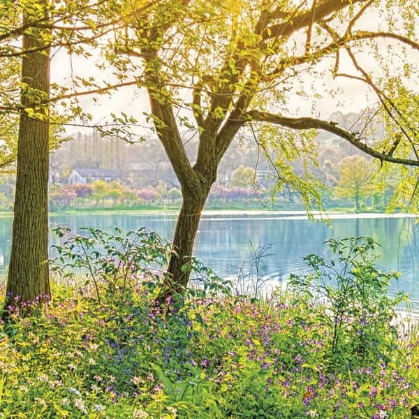 Väggfoto - Spring Lake - 368 x 254 cm - Vit - Inomhus