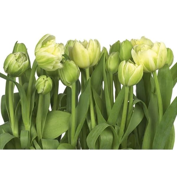 Fototapet - Tulpaner - 368 x 254 cm - Grön - Blommig och växtlig - Inomhus
