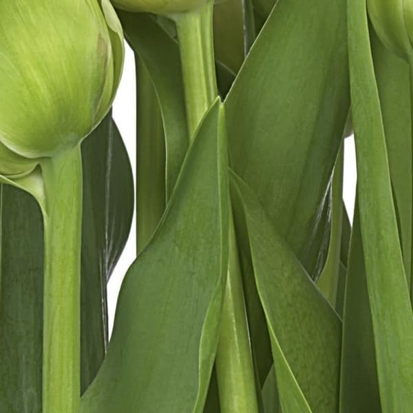 Fototapet - Tulpaner - 368 x 254 cm - Grön - Blommig och växtlig - Inomhus