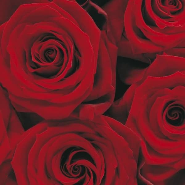 Roses Fotomural - 194 x 270 cm