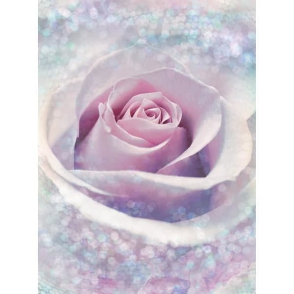 Väggfoto - 184 x 248 cm - non-woven panorama - Delicate Rose