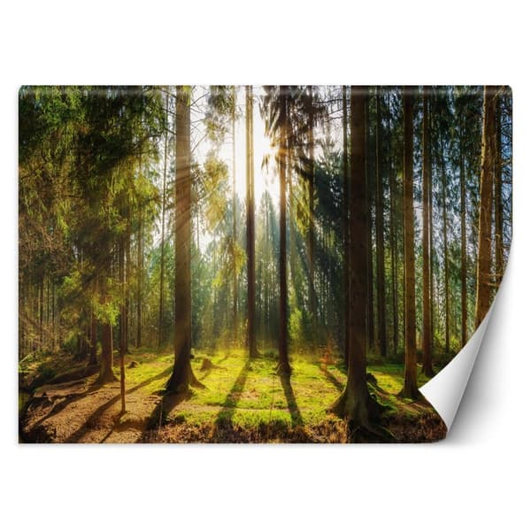 Seinämaalaus, Metsä auringonsäteissä luontomaisema - 200x140
