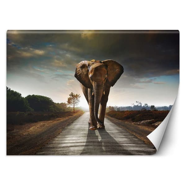 Fototapet, vandrande elefant - 450x315