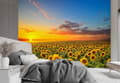 Miniatyrbild 2 av 5: Fototapet, Solrosfält - 250x175