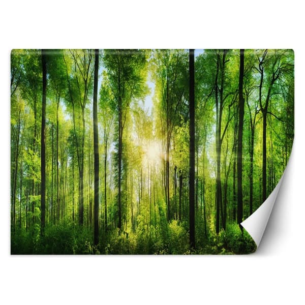 Fototapet, Solstrålar i den gröna skogen - 250x175