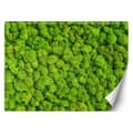 Pikkukuva 1 / 5: Seinämaalaus, Moss sammal - 150x105
