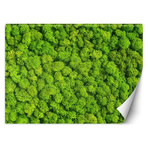 Seinämaalaus, Moss sammal - 450x315