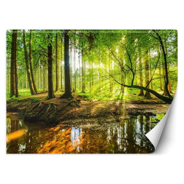 Fototapet, skovstrøm bæk solstråler natur - 300x210