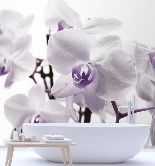 Seinämaalaus, Purppura orkidea kasteella terälehdillä - 300x300