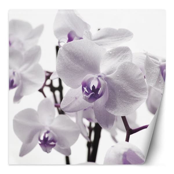 Seinämaalaus, Purppura orkidea kasteella terälehdillä - 300x300
