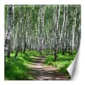 Pikkukuva 1 / 5: Seinämaalaus, Koivumetsä ja metsäpolku - 150x150
