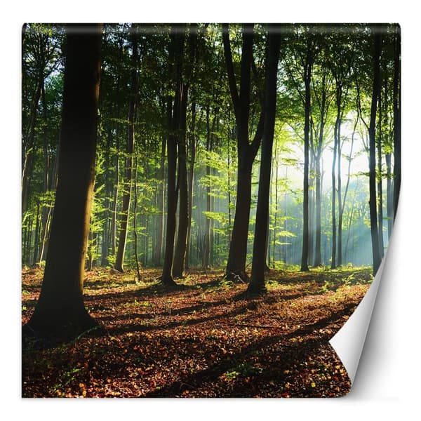 Seinämaalaus, metsäpuut auringonsäteet luonto - 100x100