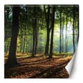 Pikkukuva 1 / 5: Seinämaalaus, metsäpuut auringonsäteet luonto - 150x150