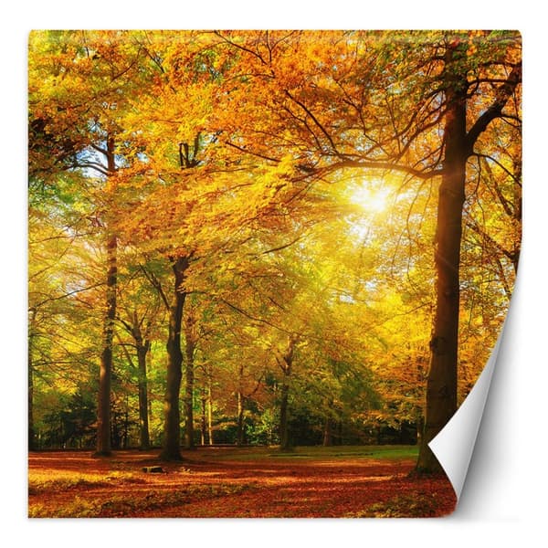 Fototapet, Höstskog i solen - 300x300