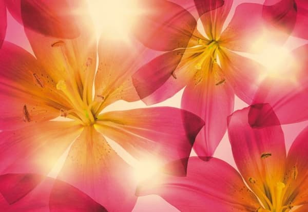 Panoramisk tapet - Sanders &amp; Sanders - Rosa och gula blommor - 368 x 254 cm - Miljövänlig - Matt