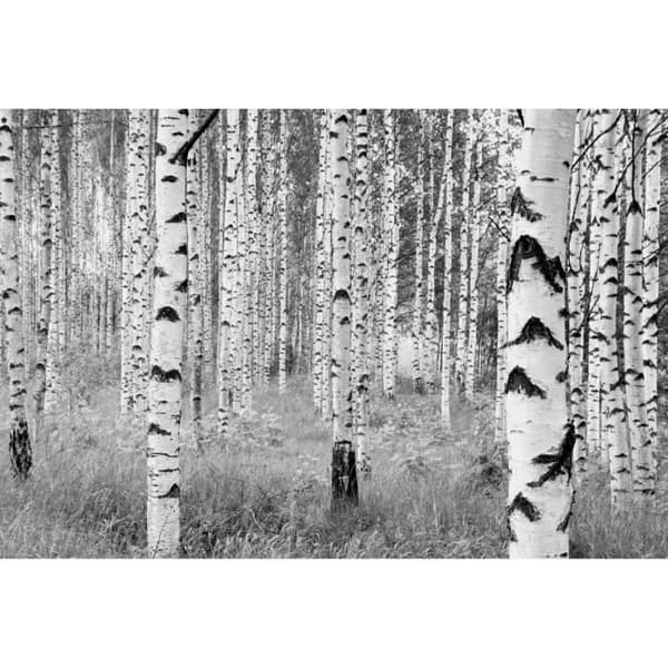 Komar Tapet Woods 368 x 248 cm XXL4-023