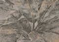 Miniatyrbild 4 av 4: Papper Tapet Urban M1-No.284 Silver Beige Tapet Skog Palm