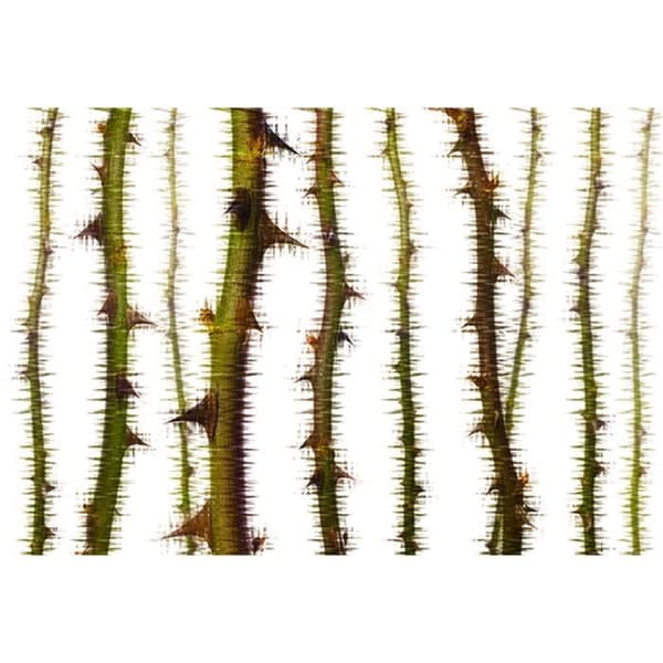 Tapet Natur M1-No.60036 Digitaltryck Grön Vit