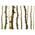 Miniatyrbild 1 av 3: Tapet Natur M1-No.60036 Digitaltryck Grön Vit