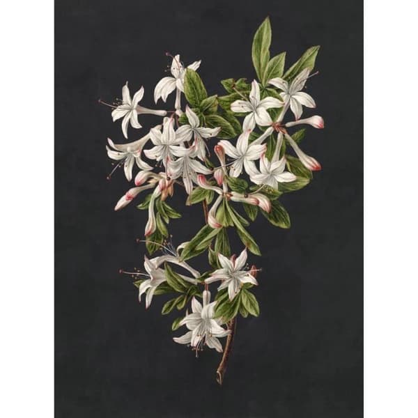 Tapet blommor M1-No.61229 Digitaltryck Grön Svart Blommig