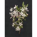 Miniatyrbild 1 av 3: Tapet blommor M1-No.61229 Digitaltryck Grön Svart Blommig