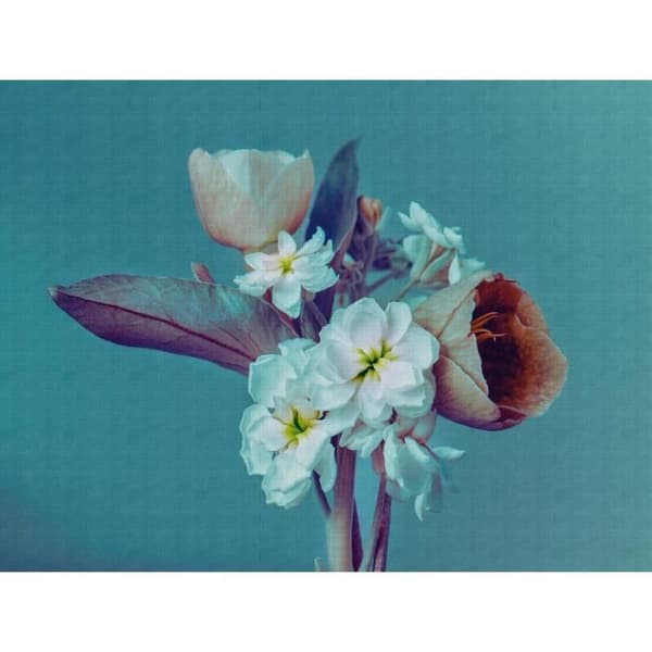 Fototapet Blommor M1-No.10294 - Tadessi - Digitaltryck - Blå - Lila - Hus på landet