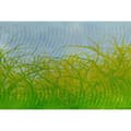 Miniatyrbild 1 av 3: Grafisk fototapet M1-No.60304 - Tadessi - Digitaltryck - Grön - Gul - Natur