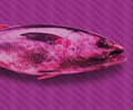 Miniatyrbild 2 av 2: A.S. Creation Tapetkollektion Atelier 47 DD118260 Strand &amp; hav Lila Lila
